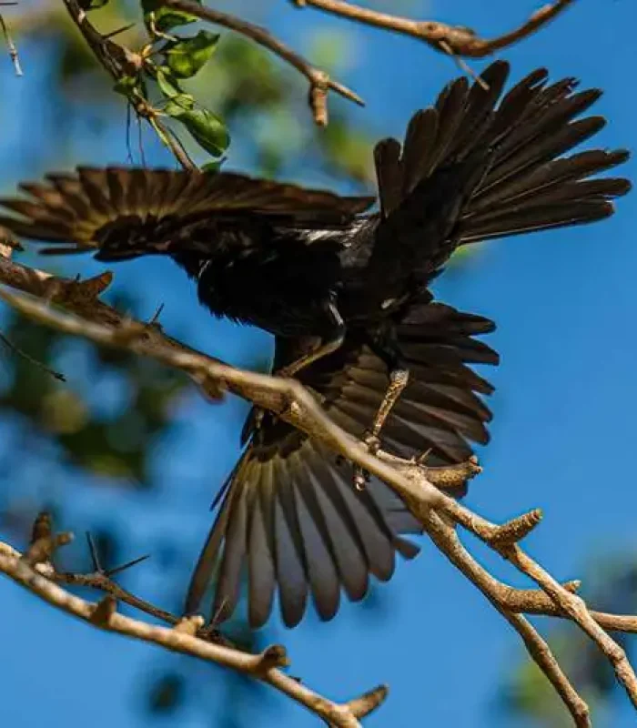 kivuko eco camp bird watching kivuko eco camp bird watching